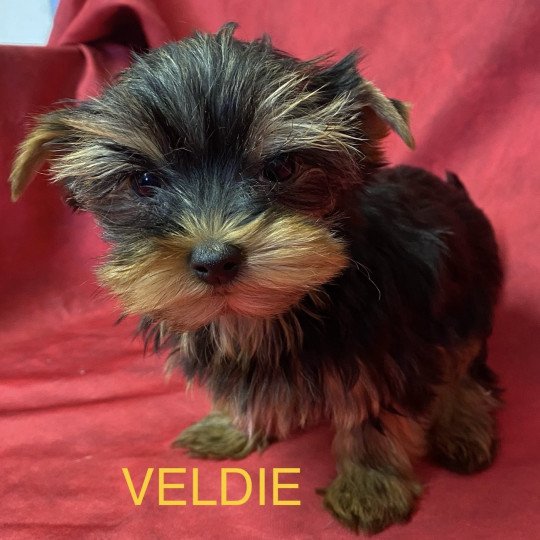 chiot Yorkshire terrier VELDIE york à réserver Domaine de la Chantelaie
