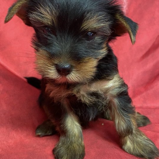 VÉLINA yorkshire terrier Femelle Yorkshire terrier