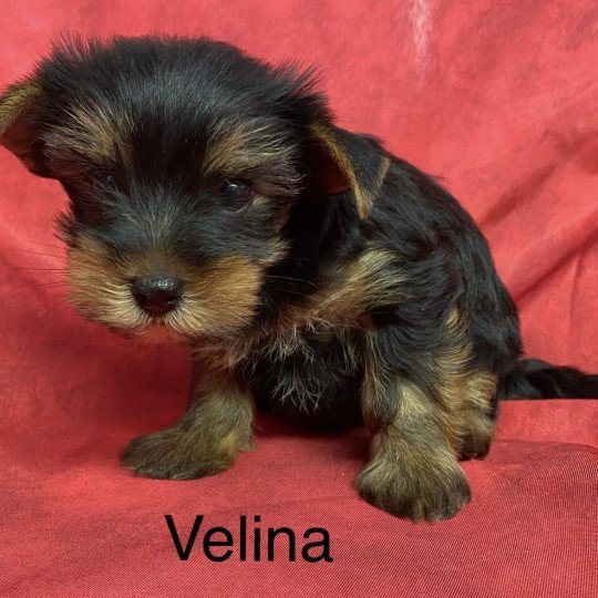 chiot Yorkshire terrier VÉLINA yorkshire terrier Domaine de la Chantelaie