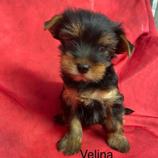 chiot Yorkshire terrier VÉLINA yorkshire terrier Domaine de la Chantelaie