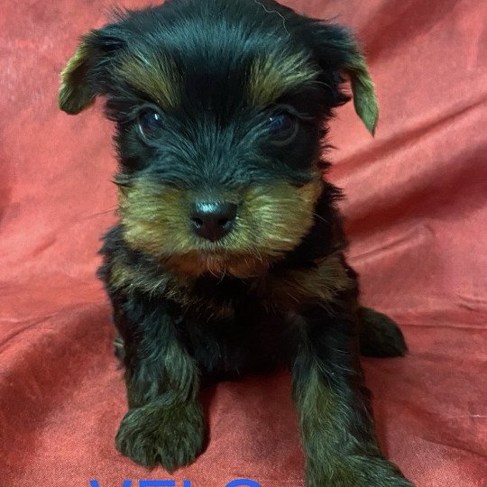 chiot Yorkshire terrier VELO york à réserver Domaine de la Chantelaie