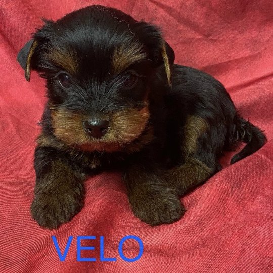 chiot Yorkshire terrier VELO york à réserver Domaine de la Chantelaie