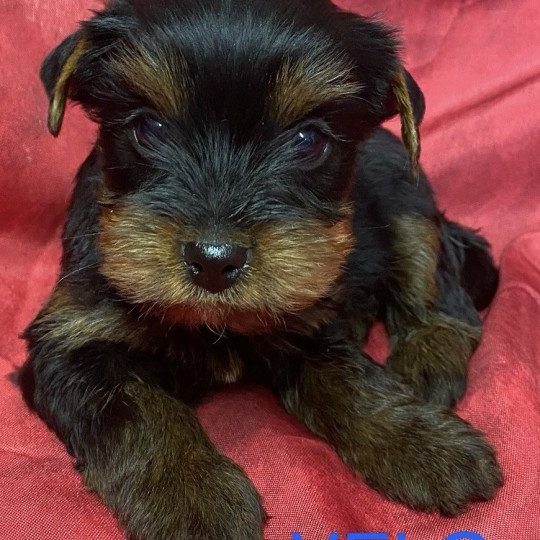 chiot Yorkshire terrier VELO york à réserver Domaine de la Chantelaie