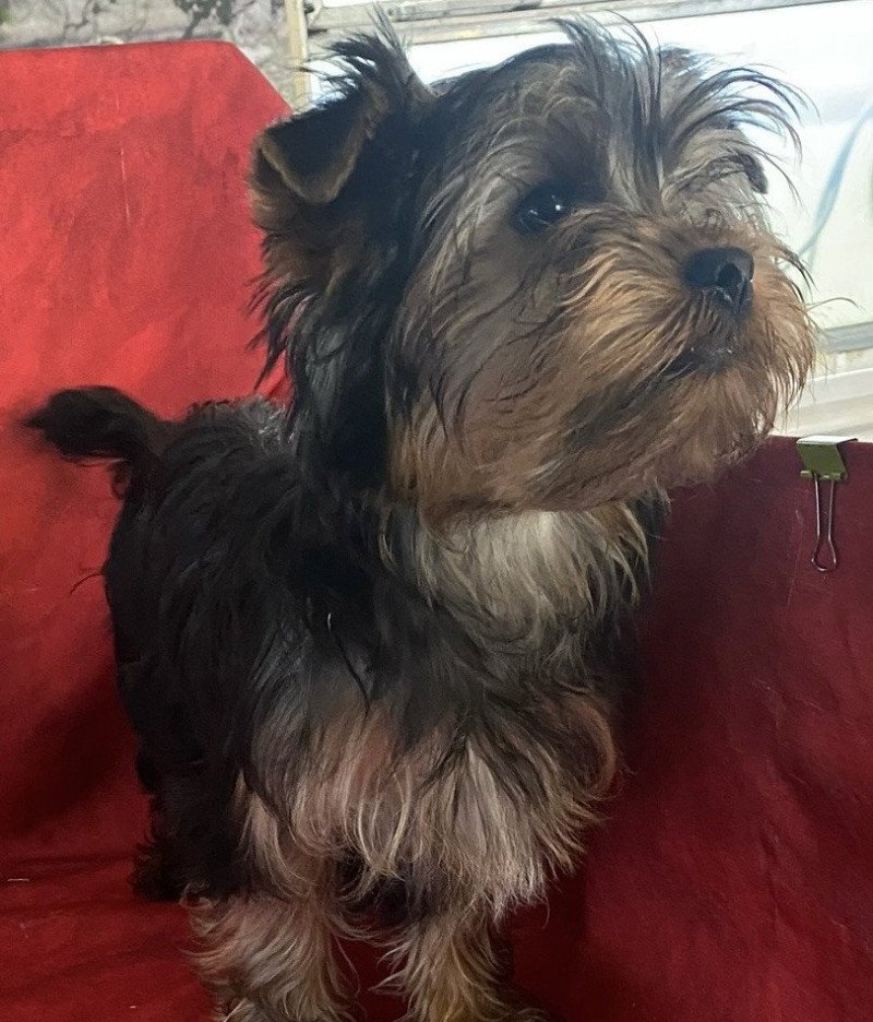 VELO york Mâle Yorkshire terrier