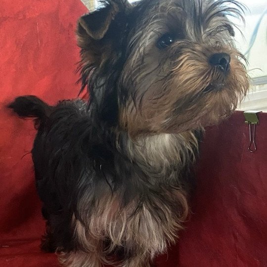 VELO york Mâle Yorkshire terrier