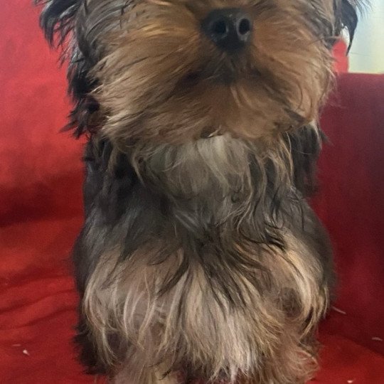 chiot Yorkshire terrier VELO york Domaine de la Chantelaie