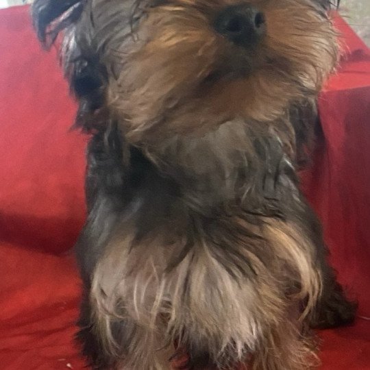 chiot Yorkshire terrier VELO york Domaine de la Chantelaie