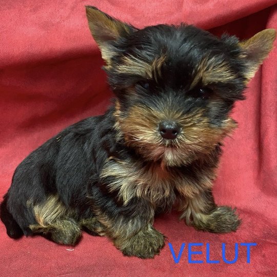 chiot Yorkshire terrier VELUT york à réserver Domaine de la Chantelaie
