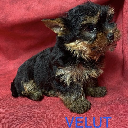 chiot Yorkshire terrier VELUT york à réserver Domaine de la Chantelaie