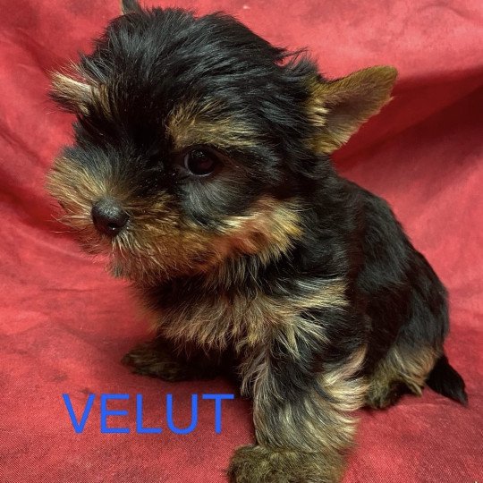 chiot Yorkshire terrier VELUT york à réserver Domaine de la Chantelaie