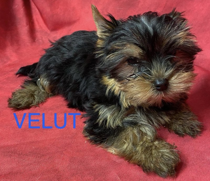 VELUT york Mâle Yorkshire terrier