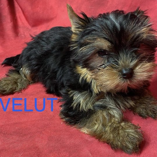 VELUT york Mâle Yorkshire terrier