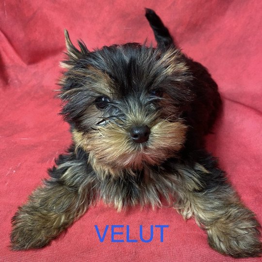 chiot Yorkshire terrier VELUT york Domaine de la Chantelaie
