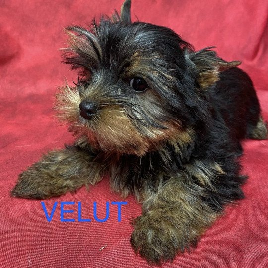 chiot Yorkshire terrier VELUT york Domaine de la Chantelaie