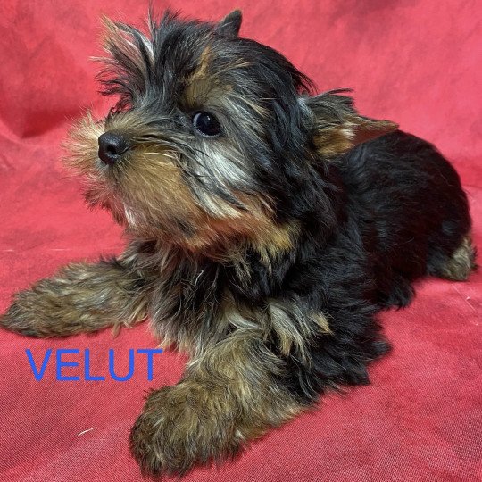 chiot Yorkshire terrier VELUT york Domaine de la Chantelaie