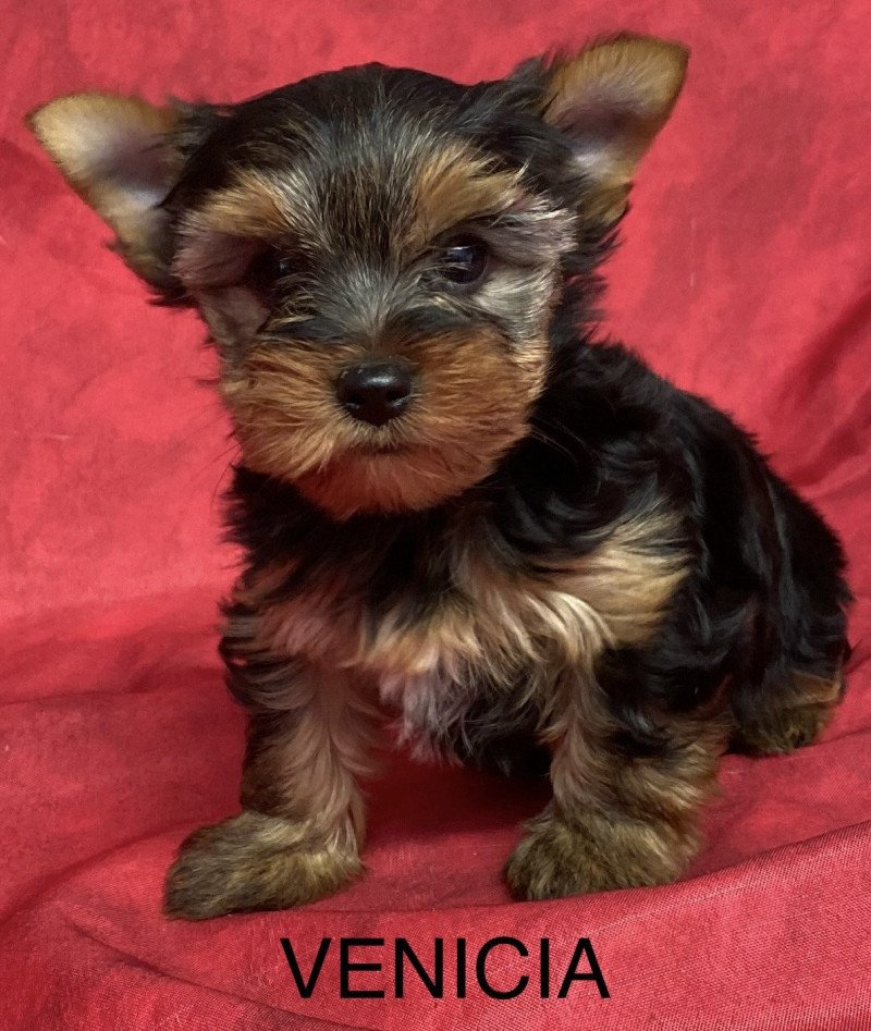 VENICIA yorkshire terrier Femelle Yorkshire terrier