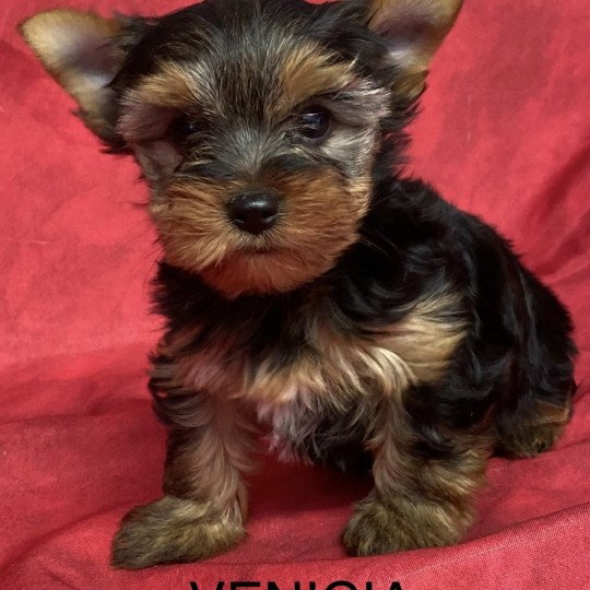 chiot Yorkshire terrier VENICIA yorkshire terrier Domaine de la Chantelaie