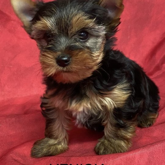 chiot Yorkshire terrier VENICIA yorkshire terrier Domaine de la Chantelaie
