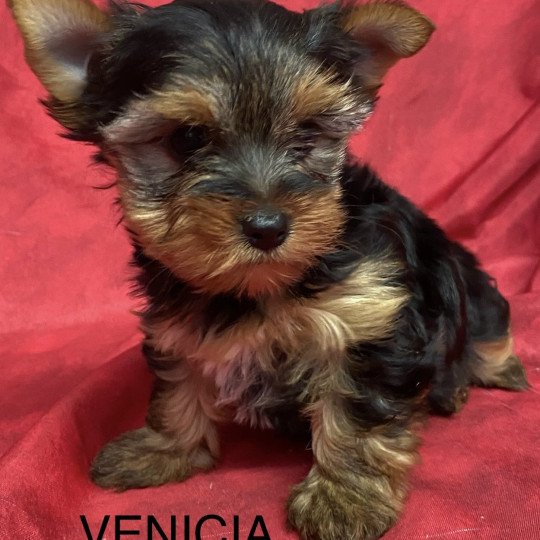 chiot Yorkshire terrier VENICIA yorkshire terrier Domaine de la Chantelaie