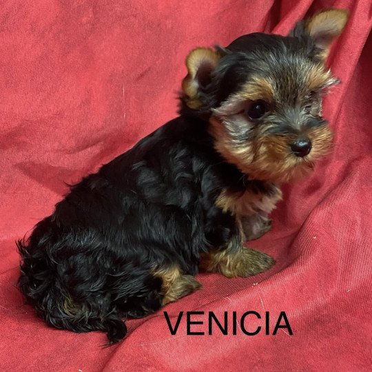 chiot Yorkshire terrier VENICIA yorkshire terrier Domaine de la Chantelaie
