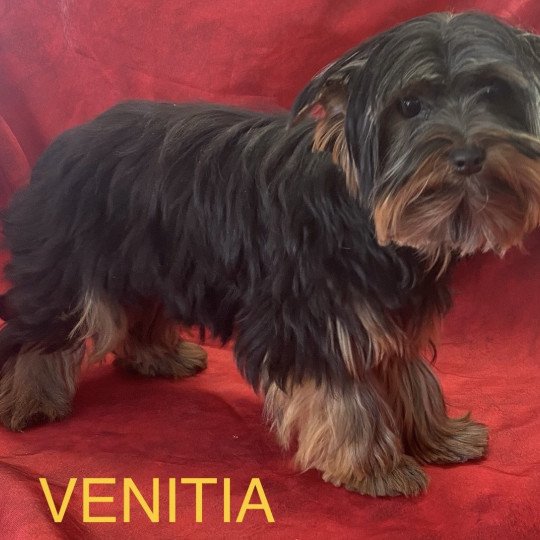 chiot Yorkshire terrier VENITIA york Domaine de la Chantelaie
