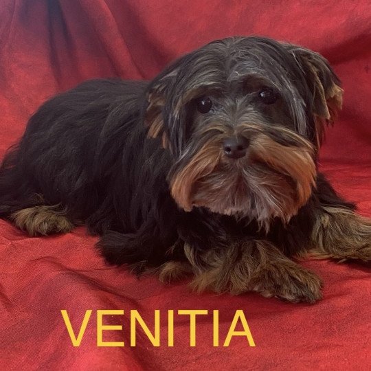 chiot Yorkshire terrier VENITIA york Domaine de la Chantelaie