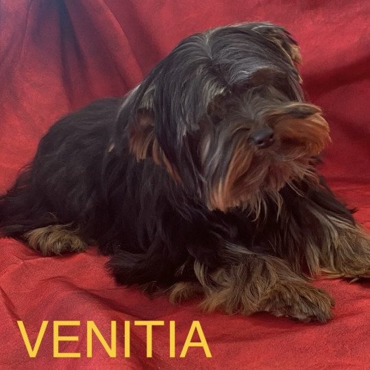 chiot Yorkshire terrier VENITIA york Domaine de la Chantelaie