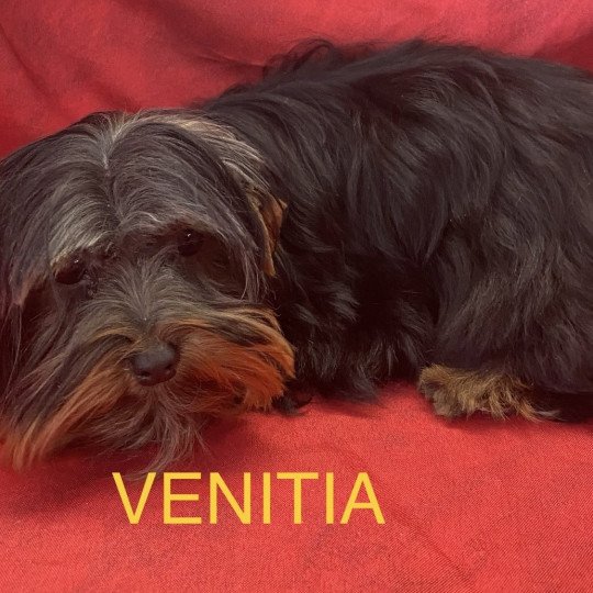 chiot Yorkshire terrier VENITIA york Domaine de la Chantelaie