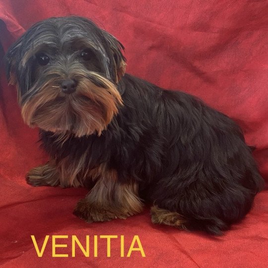 chiot Yorkshire terrier VENITIA york Domaine de la Chantelaie