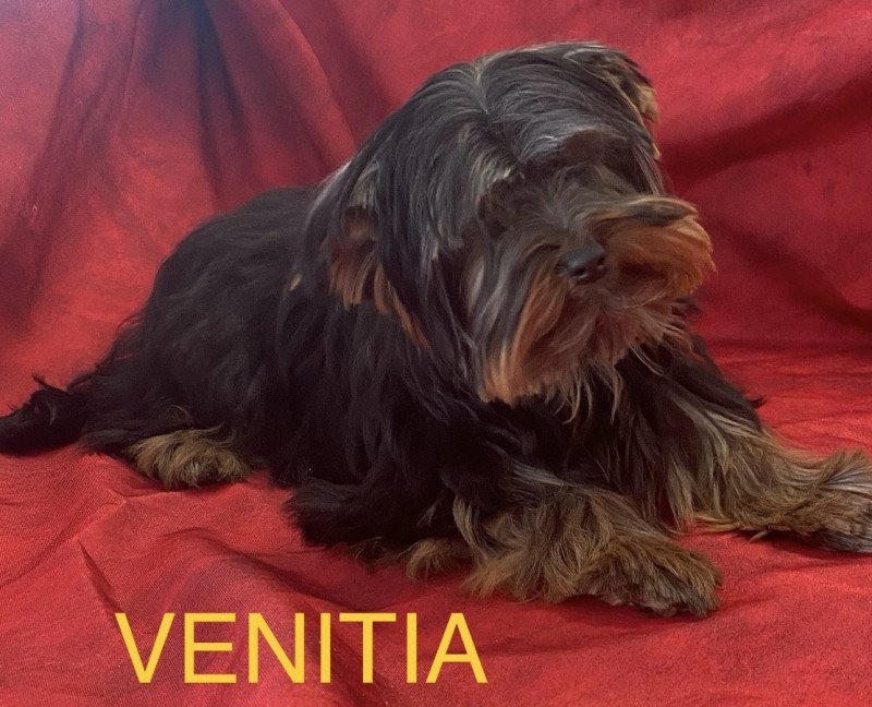 VENITIA york Femelle Yorkshire terrier