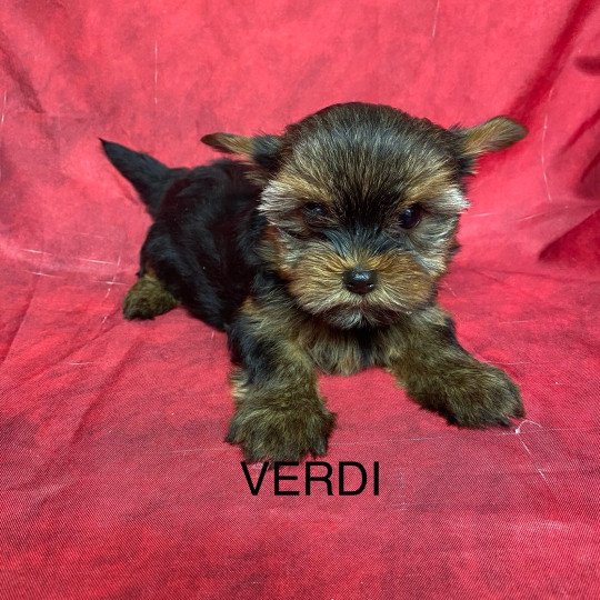 chiot Yorkshire terrier VERDI yorkshire terrier Domaine de la Chantelaie