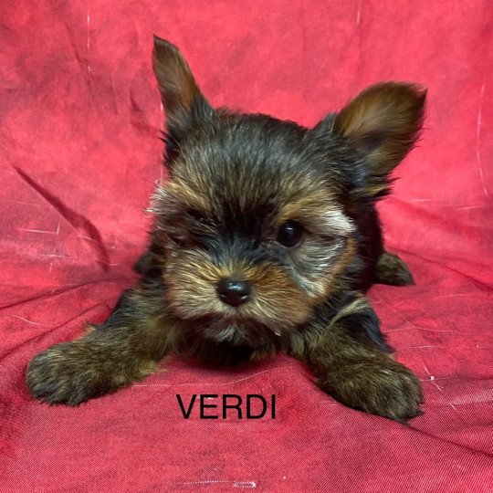 chiot Yorkshire terrier VERDI yorkshire terrier Domaine de la Chantelaie