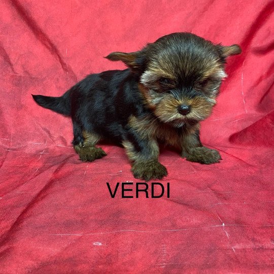 chiot Yorkshire terrier VERDI yorkshire terrier Domaine de la Chantelaie