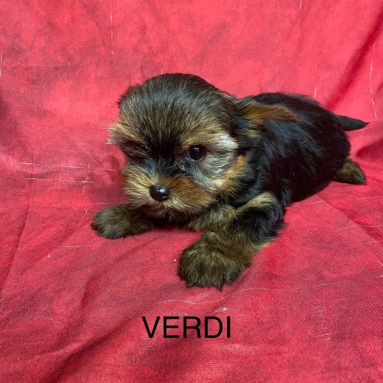 chiot Yorkshire terrier VERDI yorkshire terrier Domaine de la Chantelaie