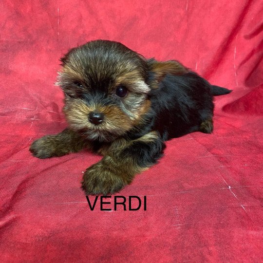 chiot Yorkshire terrier VERDI yorkshire terrier Domaine de la Chantelaie