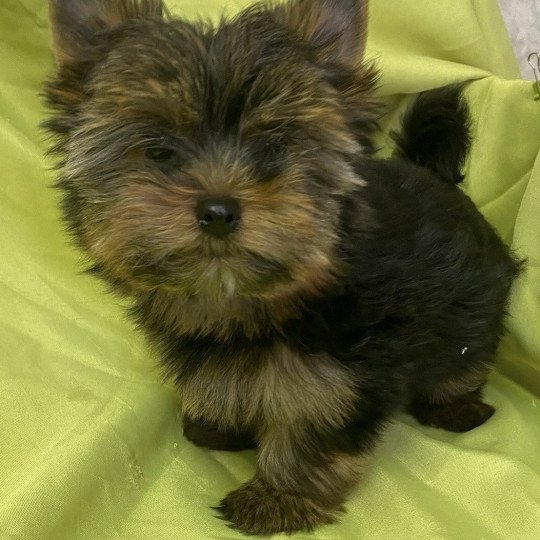 chiot Yorkshire terrier VERDI yorkshire terrier Domaine de la Chantelaie