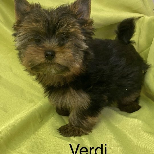 chiot Yorkshire terrier VERDI yorkshire terrier Domaine de la Chantelaie