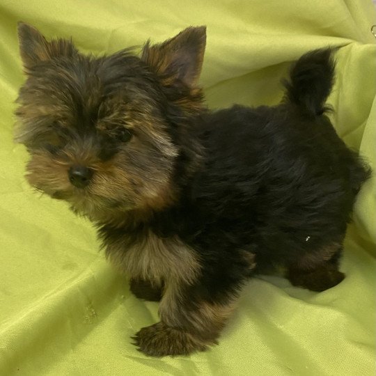 chiot Yorkshire terrier VERDI yorkshire terrier Domaine de la Chantelaie
