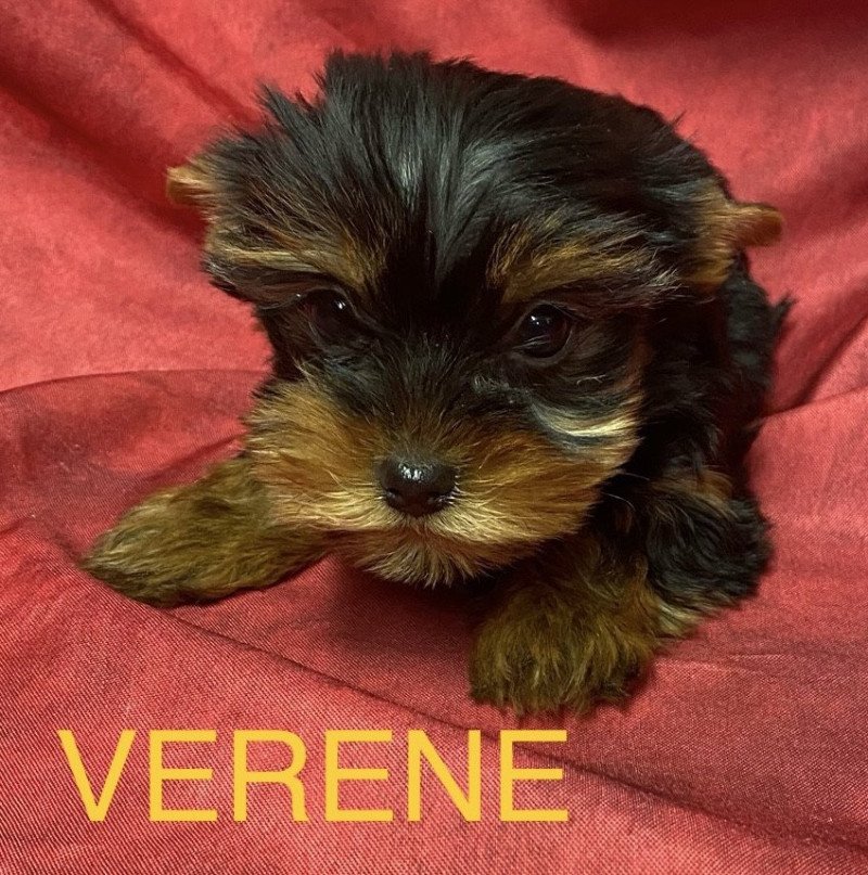 VÉRÈNE york Mâle Yorkshire terrier