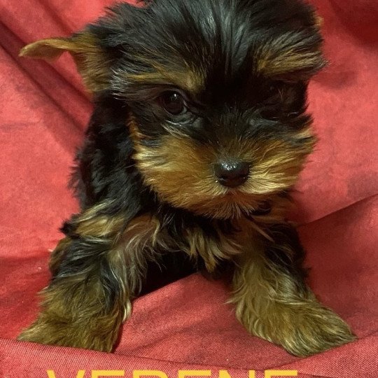 chiot Yorkshire terrier VÉRÈNE york Domaine de la Chantelaie