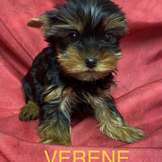 chiot Yorkshire terrier VÉRÈNE york Domaine de la Chantelaie