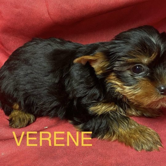 chiot Yorkshire terrier VÉRÈNE york Domaine de la Chantelaie