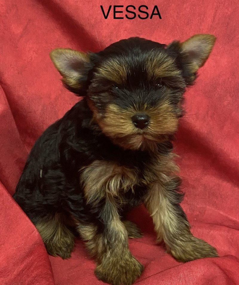 VESSA yorkshire terrier Femelle Yorkshire terrier