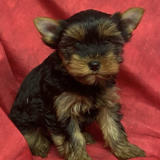 chiot Yorkshire terrier VESSA yorkshire terrier Domaine de la Chantelaie