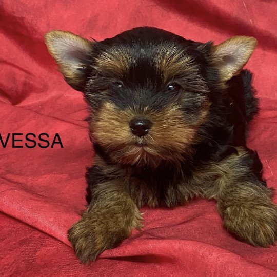 chiot Yorkshire terrier VESSA yorkshire terrier Domaine de la Chantelaie