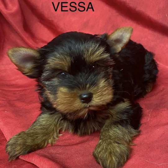 chiot Yorkshire terrier VESSA yorkshire terrier Domaine de la Chantelaie