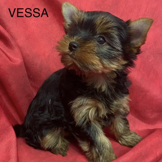 chiot Yorkshire terrier VESSA yorkshire terrier Domaine de la Chantelaie