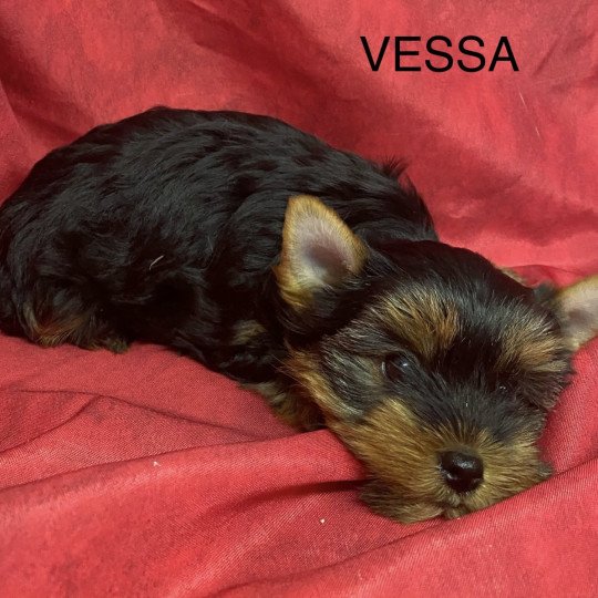 chiot Yorkshire terrier VESSA yorkshire terrier Domaine de la Chantelaie
