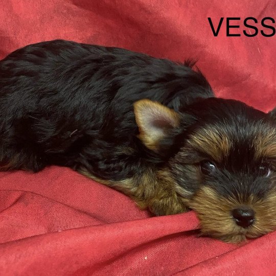 chiot Yorkshire terrier VESSA yorkshire terrier Domaine de la Chantelaie