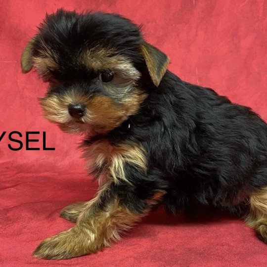VEYSEL yorkshire terrier Mâle Yorkshire terrier